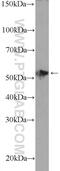SRY-Box 10 antibody, 10422-1-AP, Proteintech Group, Western Blot image 