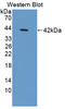 PTMA antibody, LS-C687763, Lifespan Biosciences, Western Blot image 