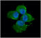 Myosin Light Chain 2 antibody, GTX57570, GeneTex, Immunofluorescence image 
