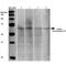 Synaptotagmin 10 antibody, MA5-27591, Invitrogen Antibodies, Western Blot image 