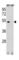 Cyclin B1 antibody, abx034750, Abbexa, Western Blot image 