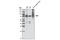 Hematopoietic Cell-Specific Lyn Substrate 1 antibody, 3892S, Cell Signaling Technology, Western Blot image 