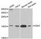 H2A Histone Family Member X antibody, A11540, ABclonal Technology, Western Blot image 