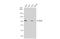 Programmed Cell Death 6 Interacting Protein antibody, GTX135282, GeneTex, Western Blot image 