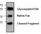 FAS antibody, AP00027PU-N, Origene, Western Blot image 