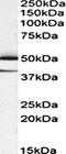 Thioredoxin Domain Containing 5 antibody, orb22545, Biorbyt, Western Blot image 