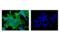 c-Myc antibody, 2278T, Cell Signaling Technology, Immunocytochemistry image 