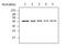 Casein Kinase 1 Delta antibody, ab85320, Abcam, Western Blot image 