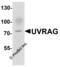 UV Radiation Resistance Associated antibody, 7947, ProSci, Western Blot image 