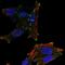NEDD4 Like E3 Ubiquitin Protein Ligase antibody, NBP2-56344, Novus Biologicals, Immunocytochemistry image 
