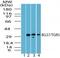 G Protein-Coupled Bile Acid Receptor 1 antibody, PA5-23182, Invitrogen Antibodies, Western Blot image 