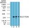 BG37 antibody, PA5-23182, Invitrogen Antibodies, Western Blot image 