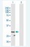 Peptidase Inhibitor 15 antibody, H00051050-B01P-50ug, Novus Biologicals, Western Blot image 