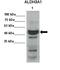 Aldehyde Dehydrogenase 3 Family Member A1 antibody, orb331065, Biorbyt, Western Blot image 