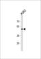G Protein-Coupled Receptor 150 antibody, PA5-35279, Invitrogen Antibodies, Western Blot image 