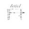 DEAD-Box Helicase 17 antibody, VPA00304, Bio-Rad (formerly AbD Serotec) , Western Blot image 