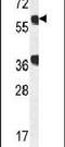 GTP Binding Protein 2 antibody, PA5-23726, Invitrogen Antibodies, Western Blot image 