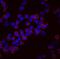 LCK Proto-Oncogene, Src Family Tyrosine Kinase antibody, MAB37041, R&D Systems, Immunofluorescence image 