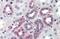 C1q And TNF Related 6 antibody, GTX85668, GeneTex, Immunohistochemistry paraffin image 