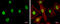 SUMO1 Activating Enzyme Subunit 1 antibody, GTX113602, GeneTex, Immunofluorescence image 