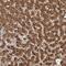 Nitrilase Family Member 2 antibody, NBP1-89486, Novus Biologicals, Immunohistochemistry paraffin image 