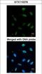 Minichromosome Maintenance Complex Component 7 antibody, GTX110278, GeneTex, Immunofluorescence image 