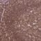 Interferon Regulatory Factor 5 antibody, NBP2-14128, Novus Biologicals, Immunohistochemistry frozen image 