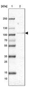 Schlafen Family Member 13 antibody, PA5-54599, Invitrogen Antibodies, Western Blot image 