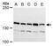 Timeless Circadian Regulator antibody, PA5-78270, Invitrogen Antibodies, Western Blot image 