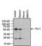 Fli-1 Proto-Oncogene, ETS Transcription Factor antibody, MA1-196, Invitrogen Antibodies, Western Blot image 