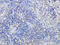 Eukaryotic Translation Elongation Factor 2 antibody, orb256505, Biorbyt, Immunohistochemistry paraffin image 
