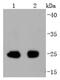 Eukaryotic Translation Initiation Factor 4E antibody, NBP2-66802, Novus Biologicals, Western Blot image 