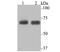 Lysyl-TRNA Synthetase antibody, A02479-2, Boster Biological Technology, Western Blot image 