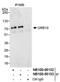 Growth Factor Receptor Bound Protein 10 antibody, NB100-88153, Novus Biologicals, Immunoprecipitation image 