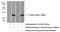 Interferon Lambda 2 antibody, 22646-1-AP, Proteintech Group, Western Blot image 