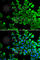 BCL2 Associated Agonist Of Cell Death antibody, A1593, ABclonal Technology, Immunofluorescence image 