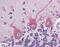 EPH Receptor B4 antibody, 51-327, ProSci, Immunohistochemistry frozen image 