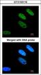 TATA-Box Binding Protein Associated Factor 15 antibody, GTX103116, GeneTex, Immunofluorescence image 