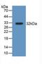 Thioredoxin Reductase 1 antibody, LS-C314596, Lifespan Biosciences, Western Blot image 