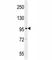 Bromodomain Testis Associated antibody, F40143-0.4ML, NSJ Bioreagents, Western Blot image 