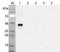 NAD-dependent deacetylase sirtuin-6 antibody, ALX-804-771-C050, Enzo Life Sciences, Western Blot image 