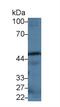 Caspase-12 antibody, MBS2027728, MyBioSource, Western Blot image 