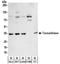 Transaldolase 1 antibody, NBP2-32216, Novus Biologicals, Western Blot image 