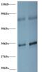 Small nuclear ribonucleoprotein G antibody, MBS715129, MyBioSource, Western Blot image 