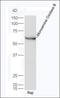 Monoamine Oxidase B antibody, orb157846, Biorbyt, Western Blot image 