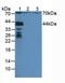 Nucleoporin 88 antibody, LS-C700163, Lifespan Biosciences, Western Blot image 