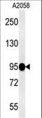 Semaphorin-6A antibody, LS-C168957, Lifespan Biosciences, Western Blot image 