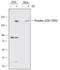 Eukaryotic Translation Initiation Factor 2 Alpha Kinase 4 antibody, AF7605, R&D Systems, Western Blot image 