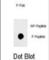 Quiescin Sulfhydryl Oxidase 1 antibody, abx032092, Abbexa, Western Blot image 