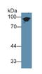 Keratin 1 antibody, LS-C297133, Lifespan Biosciences, Western Blot image 